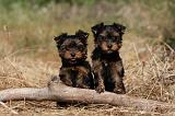 YORKSHIRE TERRIER 490